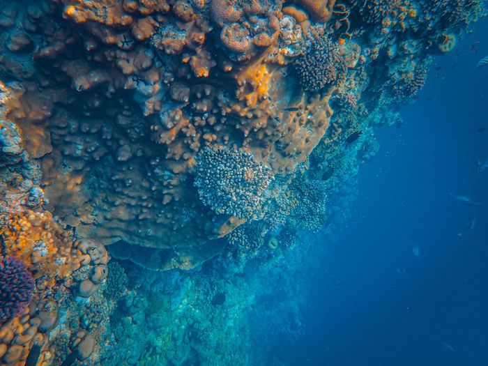 Stunning close-up of a colorful underwater coral reef ecosystem in the ocean.