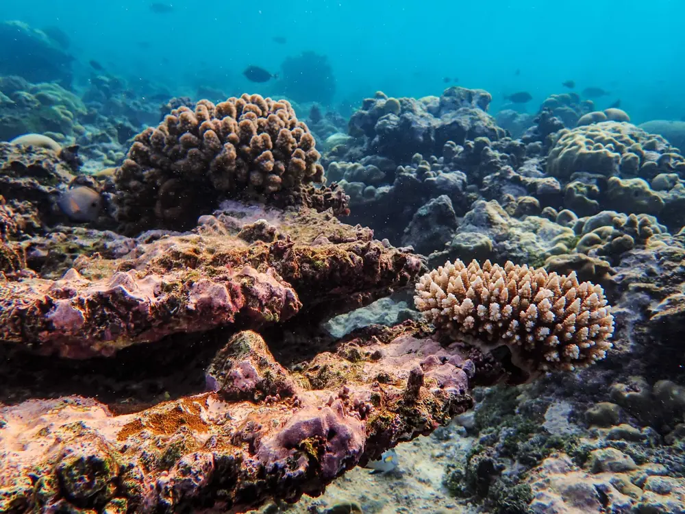 Coral garden