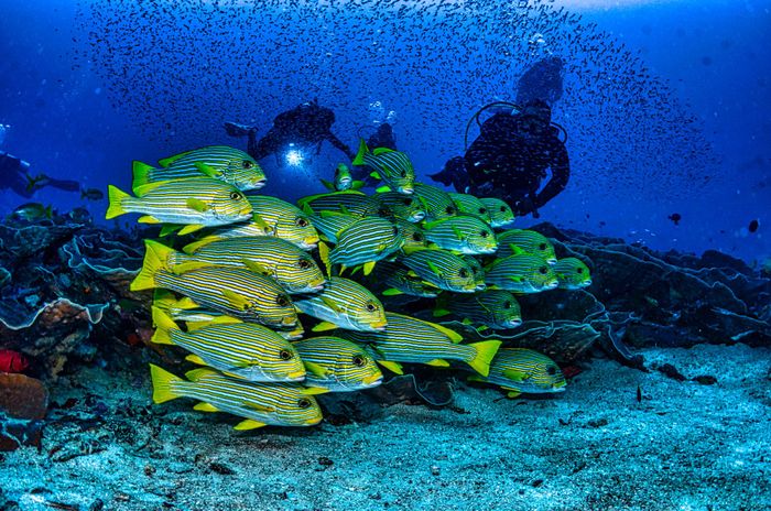 Scuba divers explore a colorful school of oblique-banded sweetlips in West Papua.
