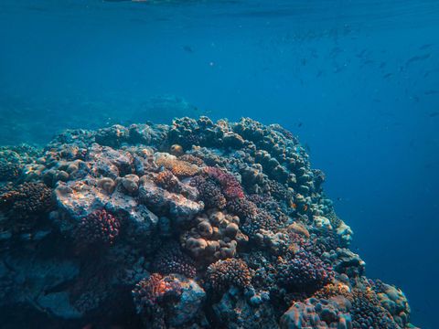 Panorama Reef Egito