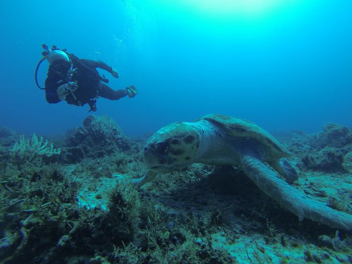 A scuba diver closely observes a sea turtle in its natural underwater habitat.