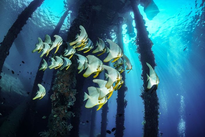 A mesmerizing underwater scene of batfish swimming beneath a pier in East Nusa Tenggara, Indonesia.