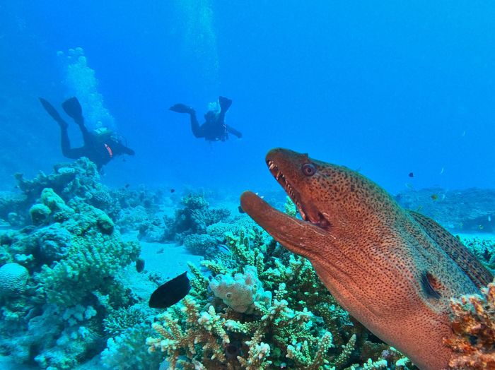 Scuba divers explore coral reefs alongside a giant moray eel in tropical waters.
