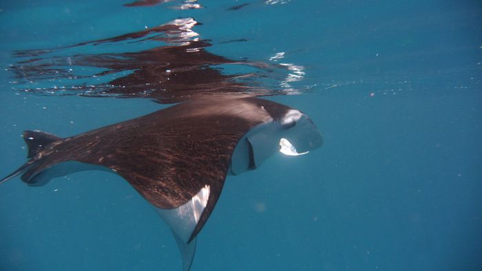 A striking manta ray captured swimming gracefully in the turquoise ocean waters, showcasing underwater beauty.