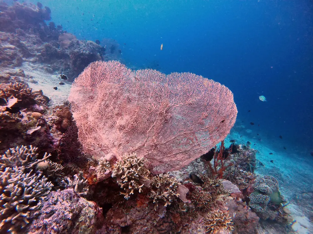 Black Coral Faru