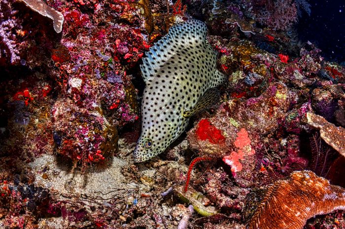 Close-up of a humpback grouper in a colorful coral reef in West Papua, Indonesia.