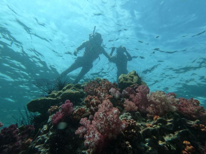 Two divers explore vibrant coral reef underwater, showcasing marine life and adventure.