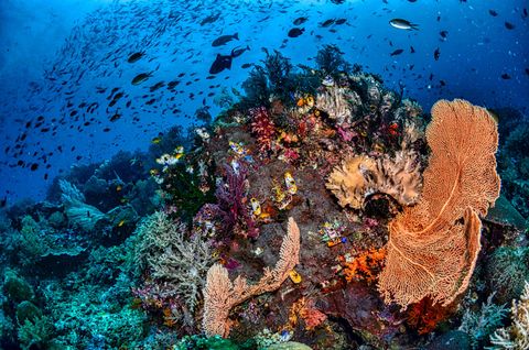 Blue Hill Dive Site Indonésia