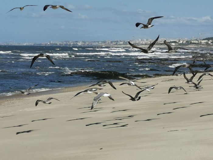 A flock of seagulls flying over the sandy Praia de Madalena Beach in Vila Nova de Gaia, Portugal.