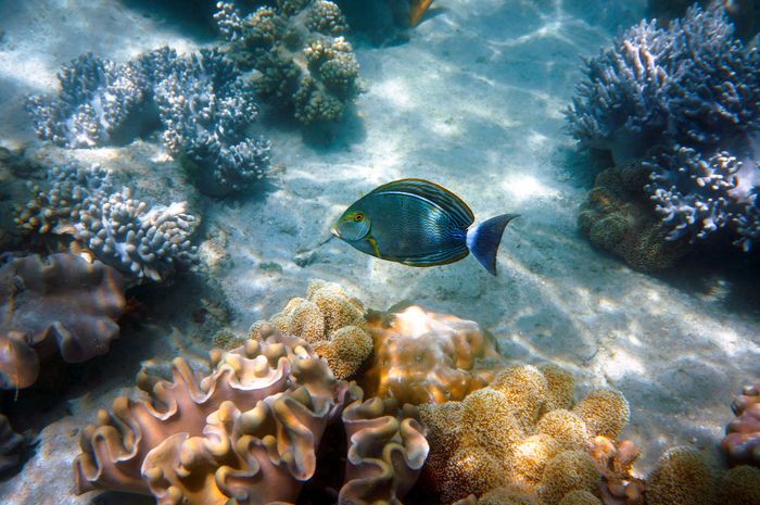 Beautiful surgeonfish swimming amidst colorful coral reefs in the Great Barrier Reef, Australia.