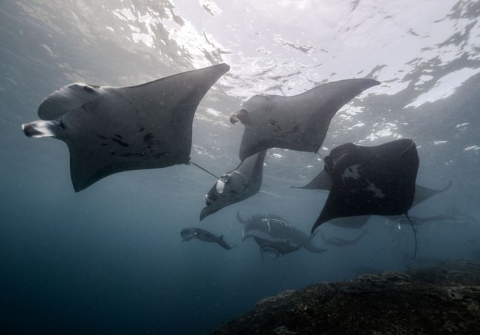 A stunning view of manta rays swimming gracefully in the clear waters of Bali, Indonesia.