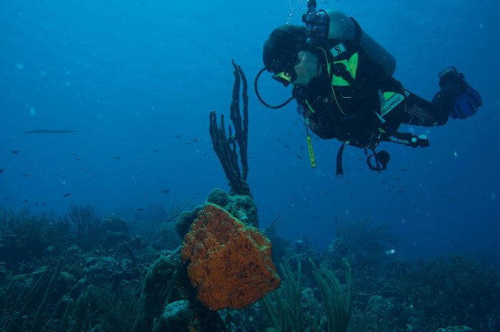 Diver exploring colorful coral reef underwater in Kralendijk, Bonaire.