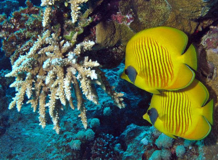 Two vibrant masked butterflyfish swim near coral reefs in Abu Dabab, Egypt's underwater paradise.