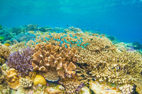 Coral Reef Indonesia