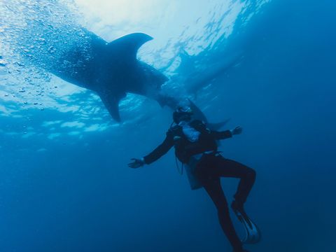 La Dent de Requin França