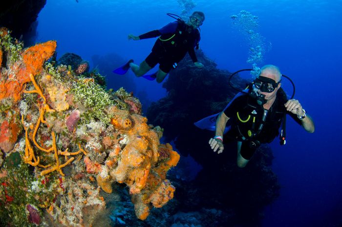Divers swimming through colorful coral reefs, showcasing marine life vibrancy.