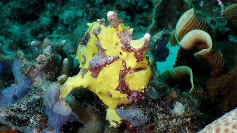 Evo House Reef Philippines