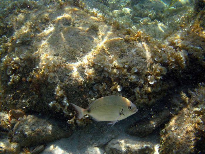 Captured underwater scene showcasing fish and vibrant marine life in Formentera, Balearic Islands.
