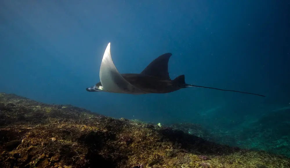 Manta Point dive site