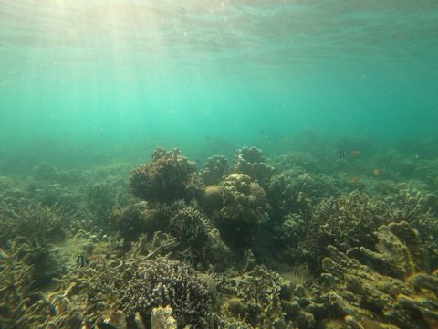Fantastic Reef Philippines