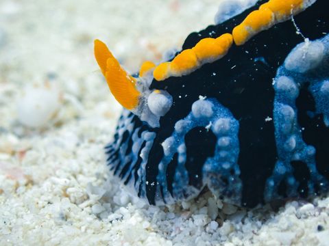 Nudi Rock Indonesia