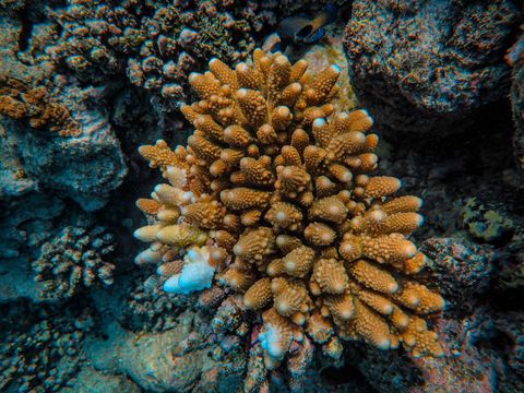 Marsa Nakari South reef Egito