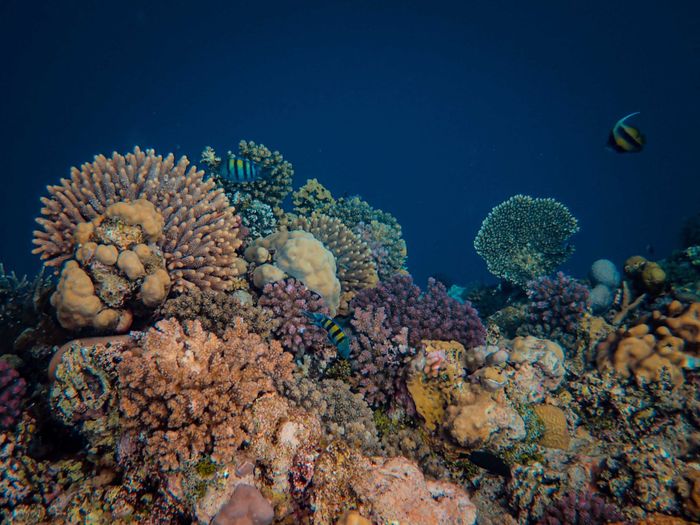 Explore the colorful marine life of a tropical coral reef with various fish and vivid corals.