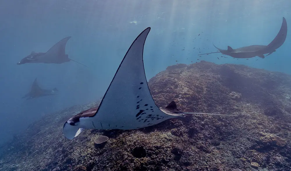 Makassar Reef (Manta Point)