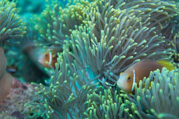 A vibrant clownfish peeks through anemone tentacles in a colorful coral reef.