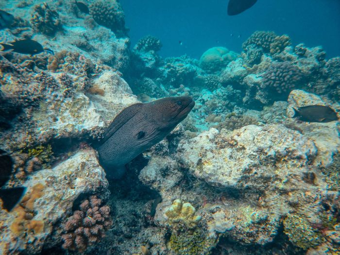 Close-up of a moray eel hiding in a coral reef underwater.