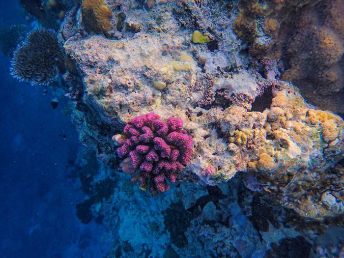 Close-up of colorful coral reef formations underwater, showcasing ocean life and natural beauty.
