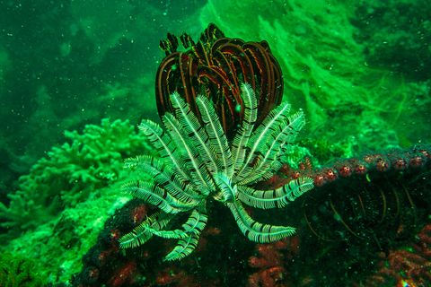 Lembeh — Hairball Indonesia