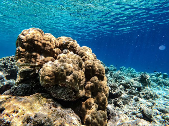 Explore a vibrant coral reef beneath the crystal clear waters of the Maldives.