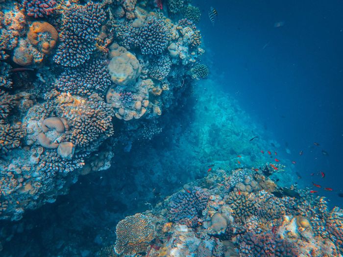 Explore the lively coral reef ecosystem teeming with diverse marine life.