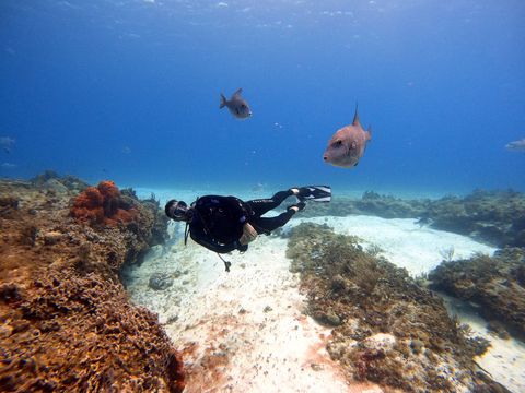 San Francisco Reef México