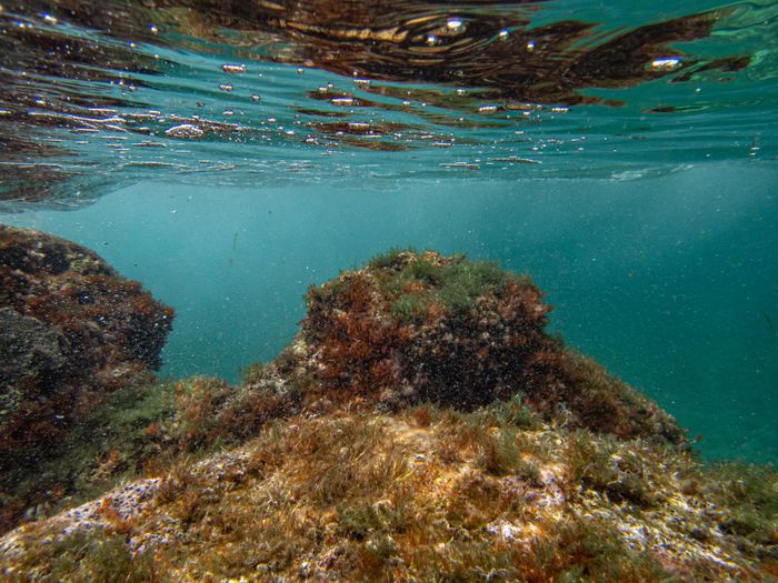 A stunning underwater view of a colorful coral reef teeming with life