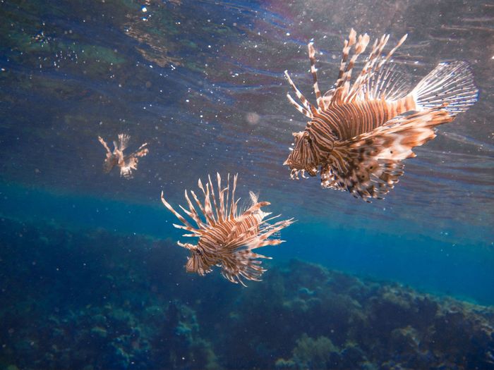 Close-up of lionfish swimming near a coral reef in the Red Sea, showcasing their distinctive striped patterns.
