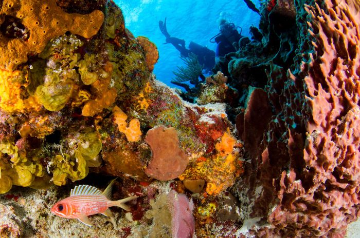 Explore a colorful coral reef with scuba divers in the deep ocean.