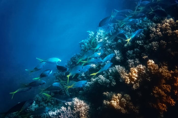 Vibrant school of fish swimming over coral reef in clear blue water of Great Barrier Reef, Australia.