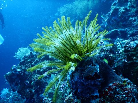 Soft corals in the passage Indonesia