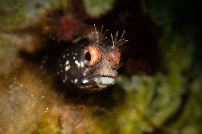 Close-up of a spinyhead blenny (Acanthemblemaria spinosa) underwater in Cayman Islands.
