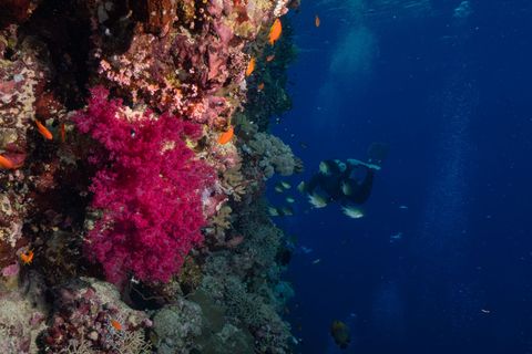Japanese Gardens Coral Reefs Jordânia