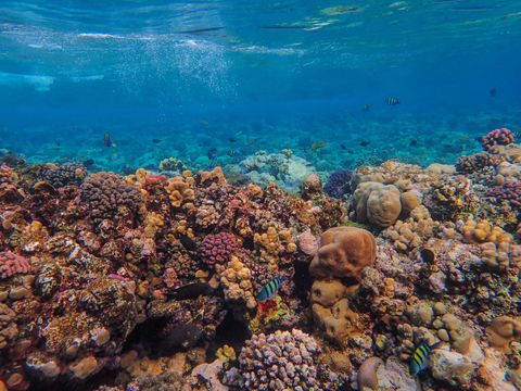 Elba Reef West (Fingers) Egito