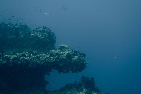 Ihi Reef Maldivas