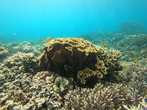 Coral Gardens Philippines