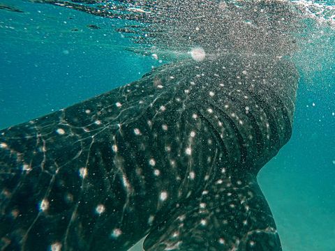 Donsol — Whale Shark Interaction Philippines