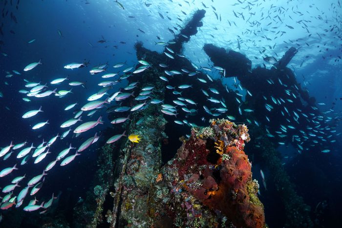 A vibrant underwater view of coral fish swimming near a shipwreck in Bali, Indonesia.