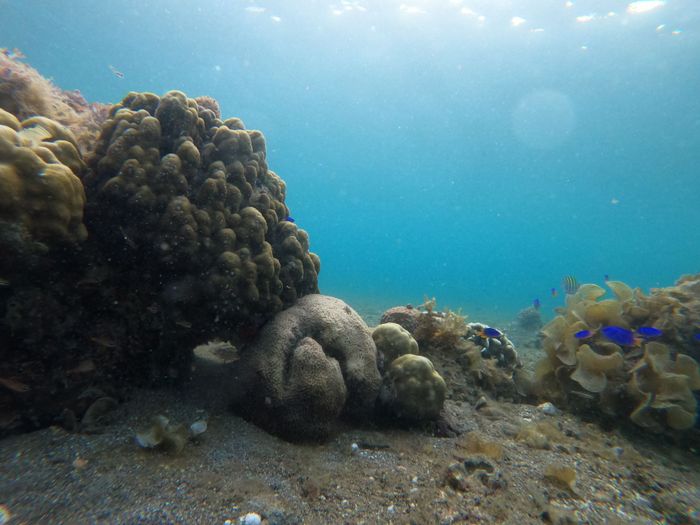 Vibrant underwater scene showcasing coral reefs in the crystal-clear waters of the Philippines.