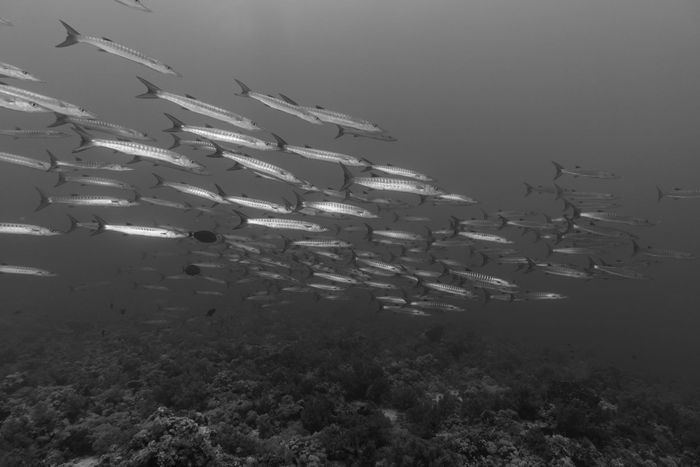 A mesmerizing black and white image of a school of barracudas swimming in the ocean.