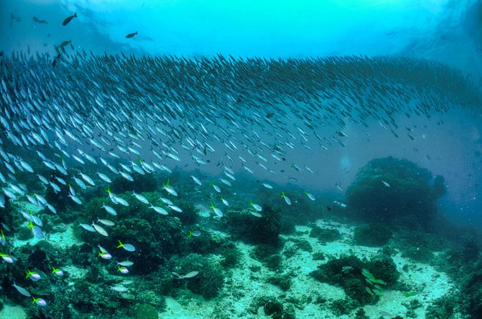 A vibrant school of fish swimming over a coral reef in West Papua, Indonesia.